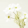 COSMOS BLANCO 75CM TALLO
