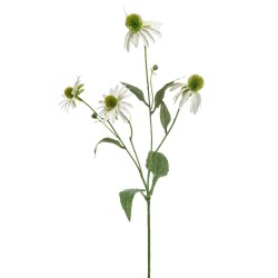 RUDBECKIA BLANCA 70CM TALLO