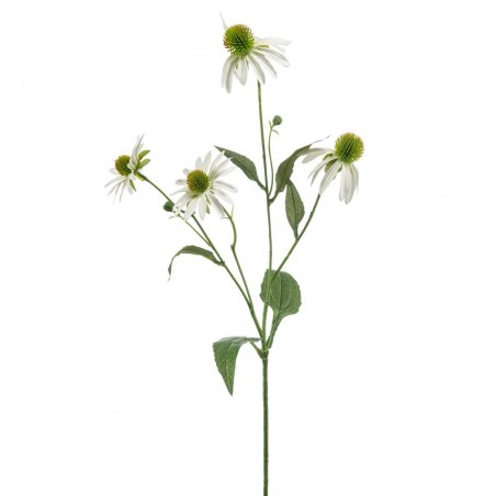 RUDBECKIA BLANCA 70CM TALLO