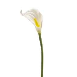 CALLA LILLY SPRAY BLANCA 65CM