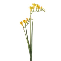 FREESIA ANARILLO 80CM