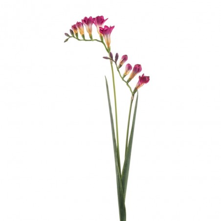 FREESIA BEAUTY ROSA 80CM