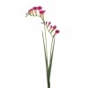 FREESIA BEAUTY ROSA 80CM