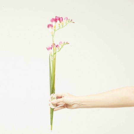 FREESIA BEAUTY ROSA 80CM