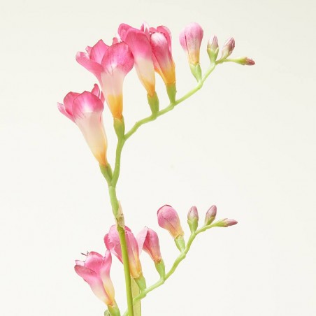FREESIA BEAUTY ROSA 80CM