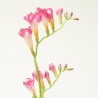 FREESIA BEAUTY ROSA 80CM