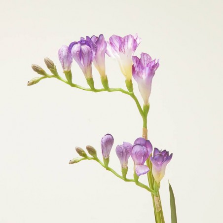 FREESIA LILA 80CM