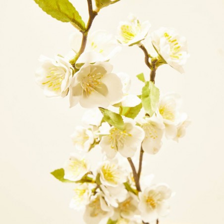 RAMA CHAENOMELES BLANCA 108 CM