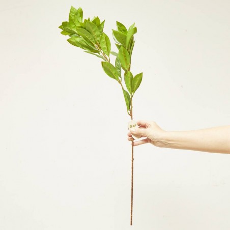 PRUNUS SPRAY VERDE
