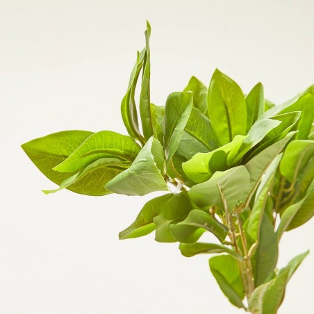 PRUNUS SPRAY VERDE