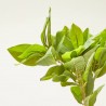 PRUNUS SPRAY VERDE