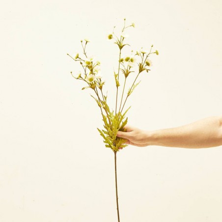 CRISANTEMO BLANCO 85CM TALLO