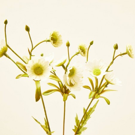 CRISANTEMO BLANCO 85CM TALLO