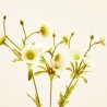 CRISANTEMO BLANCO 85CM TALLO