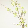 PTELEA SPRAY VERDE 110CM