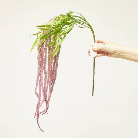 AMARANTHUS PURPURA 100CM