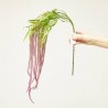 AMARANTHUS PURPURA 100CM