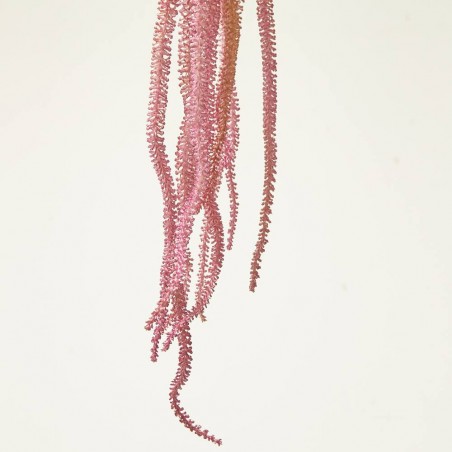 AMARANTHUS PURPURA 100CM