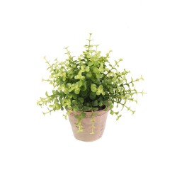 EUCALYPTUS BUSH 10CM