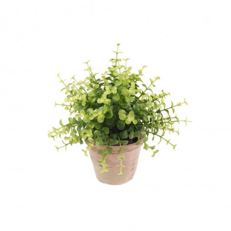 EUCALYPTUS BUSH 10CM