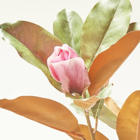 MAGNOLIA X2 BEAUTY ROSA 85CM