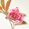 MAGNOLIA X2 BEAUTY ROSA 85CM