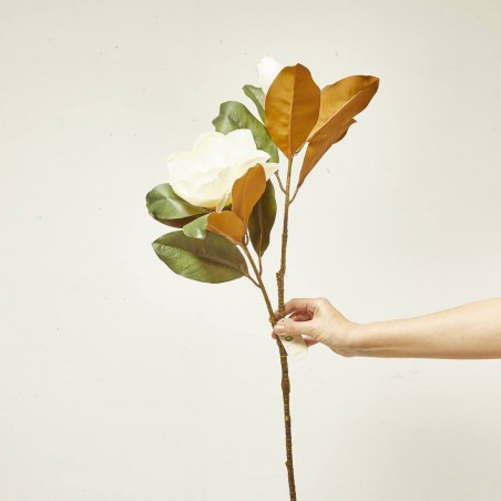 MAGNOLIA X2 BEAUTY CREMA 85CM