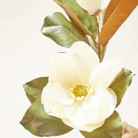 MAGNOLIA X2 BEAUTY CREMA 85CM