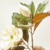 MAGNOLIA X2 BEAUTY CREMA 85CM