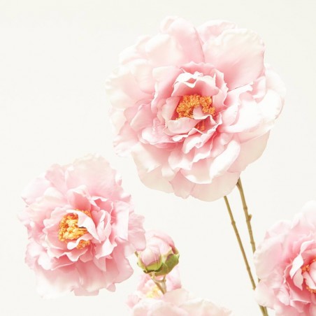 CAMELIA ROSA 110CM