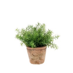 ASPARAGUS EN MACETA 24CM