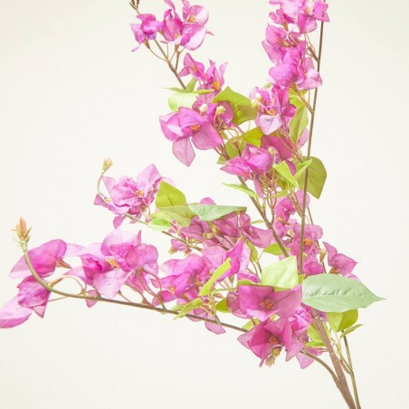 BUGANVILLA MORADA 100CM