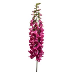 DIGITALIS BEAUTY FUCSIA 120CM