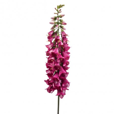 DIGITALIS BEAUTY FUCSIA 120CM