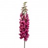 DIGITALIS BEAUTY FUCSIA 120CM