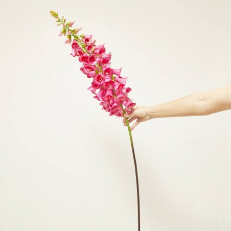 DIGITALIS BEAUTY FUCSIA 120CM