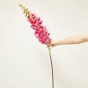 DIGITALIS BEAUTY FUCSIA 120CM