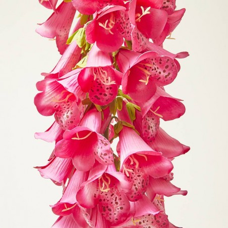 DIGITALIS BEAUTY FUCSIA 120CM