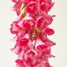 DIGITALIS BEAUTY FUCSIA 120CM
