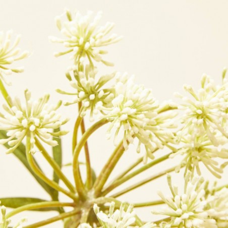 DILL BLANCO/VERDE 76CM