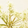 DILL BLANCO/VERDE 76CM