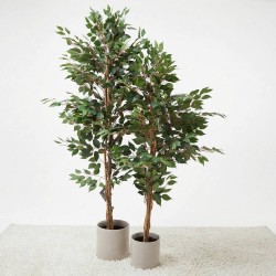 FICUS ARTIFICIAL