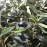 OLIVO ARTIFICIAL 90CM CON TRONCO NATURAL