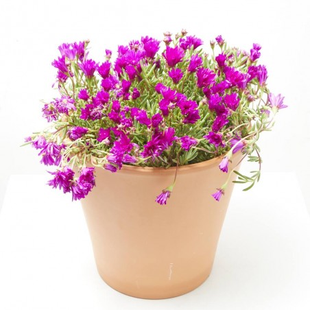 MESSEM TARRINA 25CM
