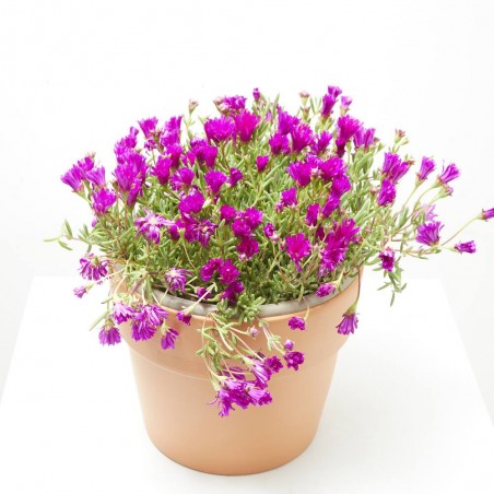 MESSEM TARRINA 25CM