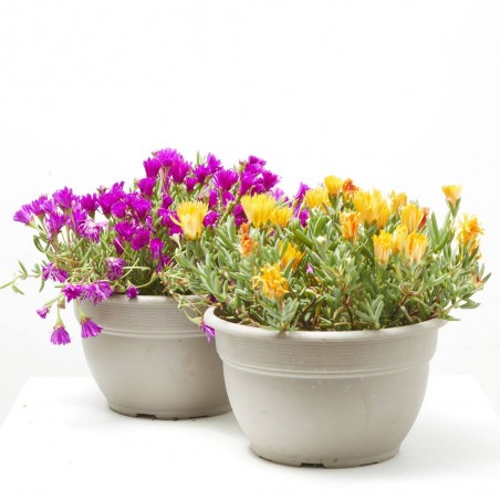 MESSEM TARRINA 25CM
