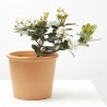 RAPHIOLEPSIS MACETA 3L