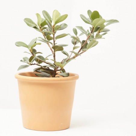 RAPHIOLEPSIS MACETA 3L