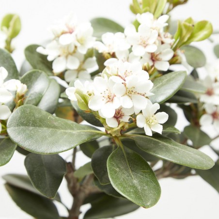 RAPHIOLEPSIS MACETA 3L