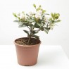 RAPHIOLEPSIS MACETA 3L